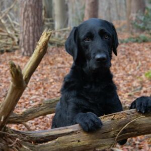 labrador, dog, woods-5971972.jpg