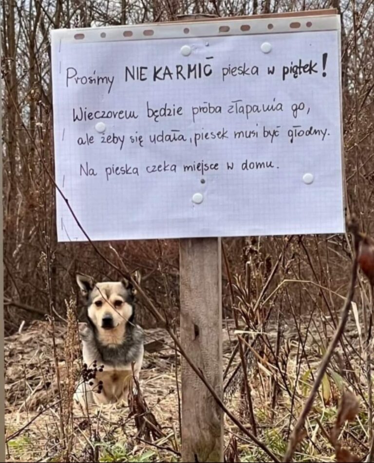 Tomasz szuka zaginionych psów. „Są piekielnie inteligentne. Czytają nas niesamowicie”​